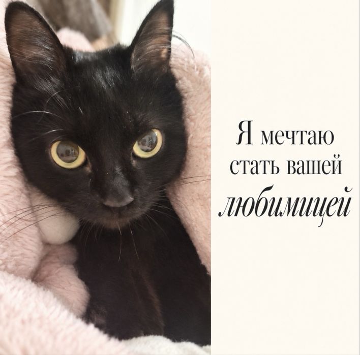 Кто готов принять Её Мурчество?)