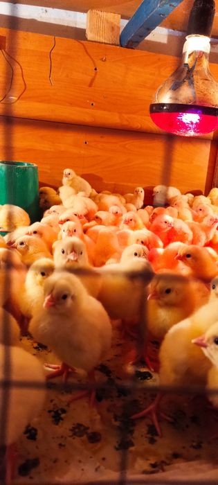 Продам цыплят бройлеров