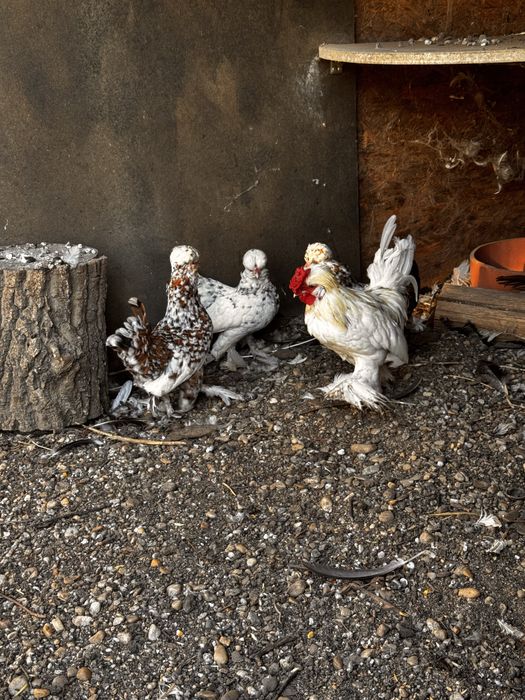 Struma bantam pitic