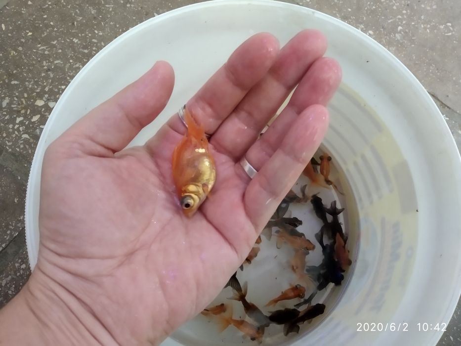 Продам аранды телескоп тернецыя