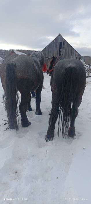 De vânzare sau schimb doi mânji frați
