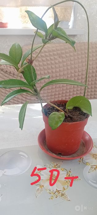 Продам комнатные цветы
