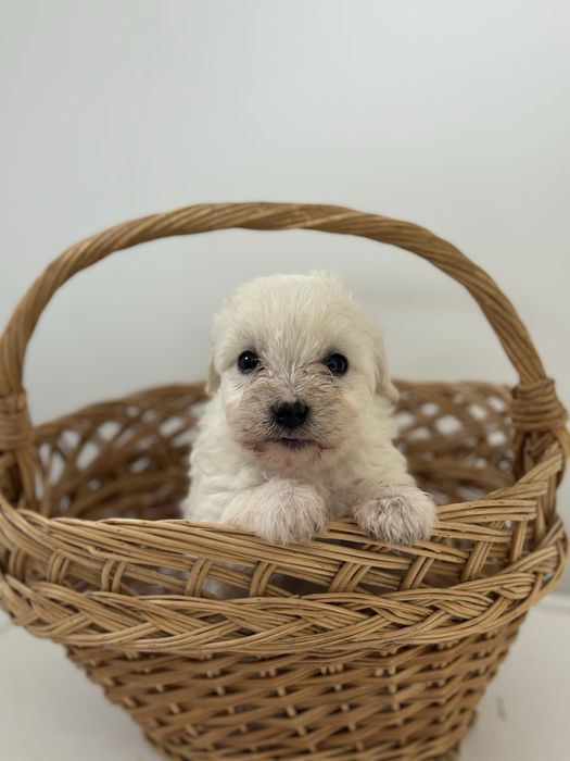 Bichon Maltez Mascul