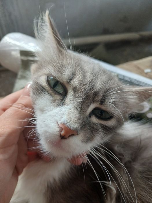Отдам в хорошие руки  кошечку
