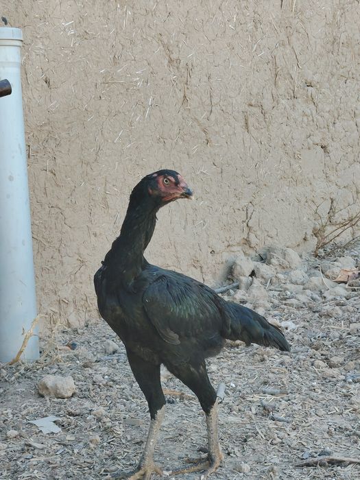 Joja tovula Turk