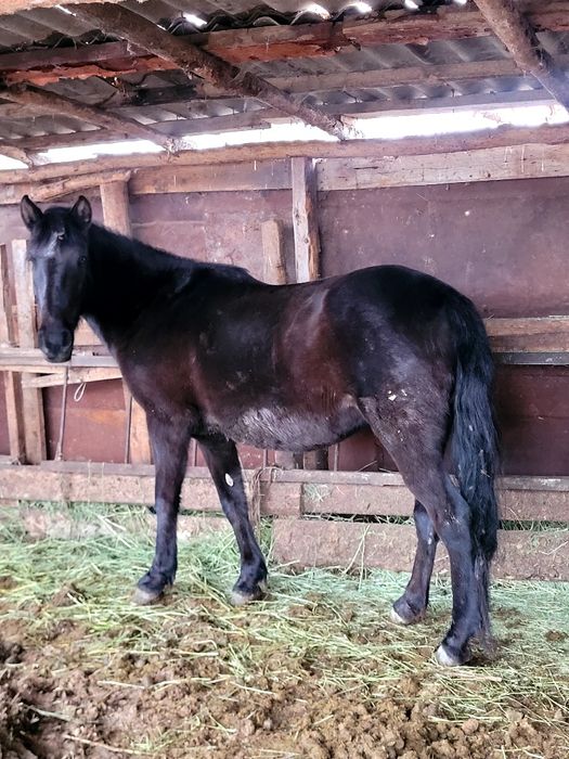 Бес жасар бие табиғи семіз. Жемделмеген