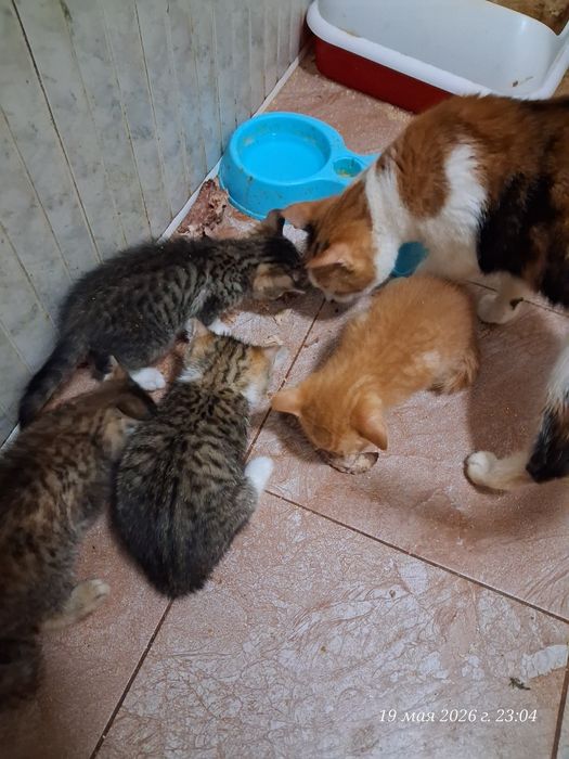 Отдодим котят в хорошие руки