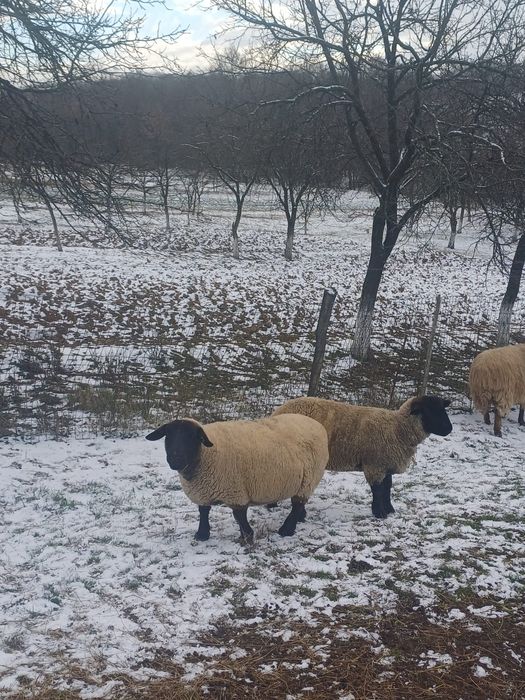 Vand oi Suffolk si țurcane