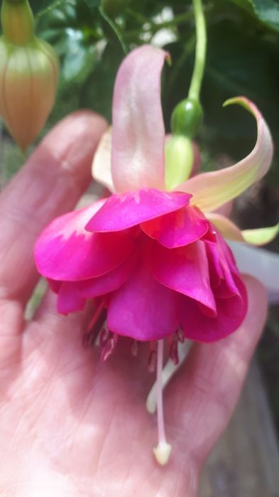 Продажа фуксии Tabu.