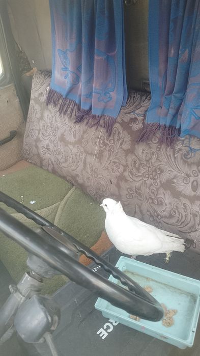 Белый чубатый голубь