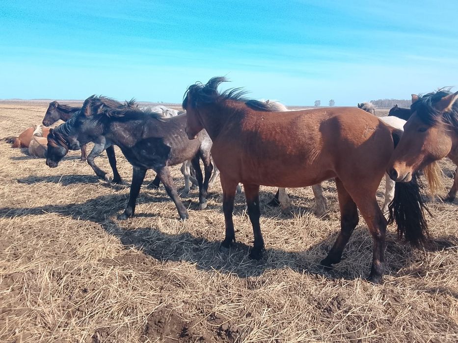 Жылқылар сатылады, 4 бас. Продам лошадей 4 головы