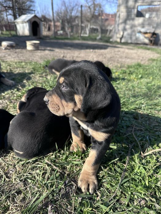 Disponibili copoi ardelenesc