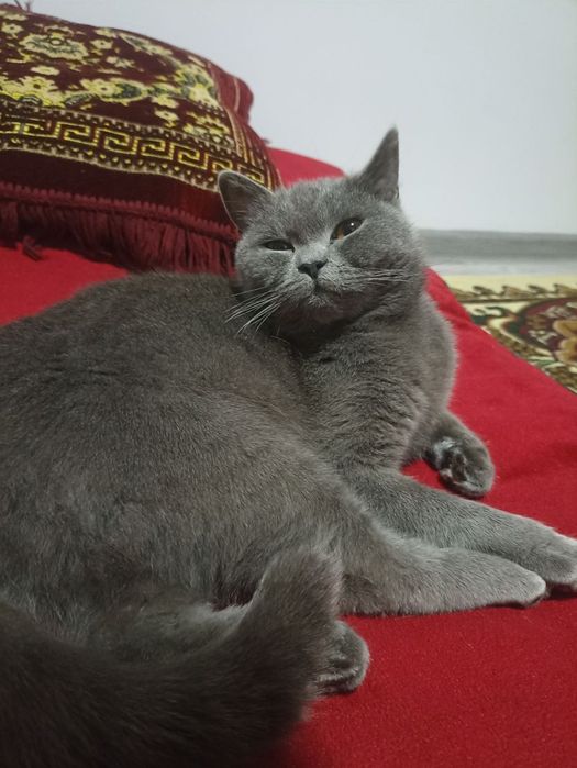 Мушук  қиз бола мушук қиз бола