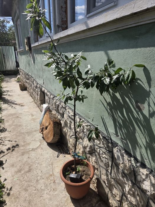 Dafin 140 cm 8 ani