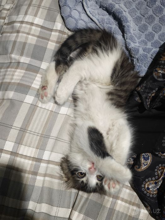 Мушукча зоти скотиш фолд