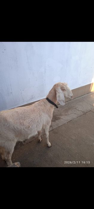 Capră anglonubiană prima fătare gestantă