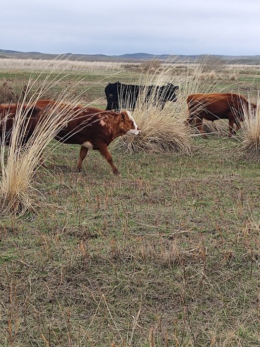 Коровы тайыншалар