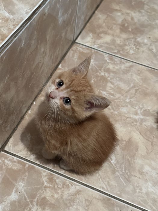 Котята. Котики в добрые руки