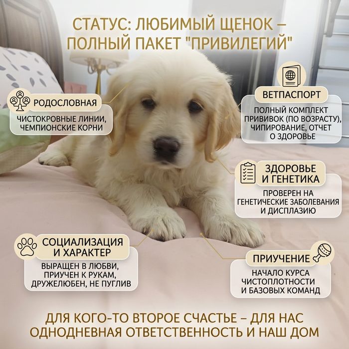 Золотистый ретривер