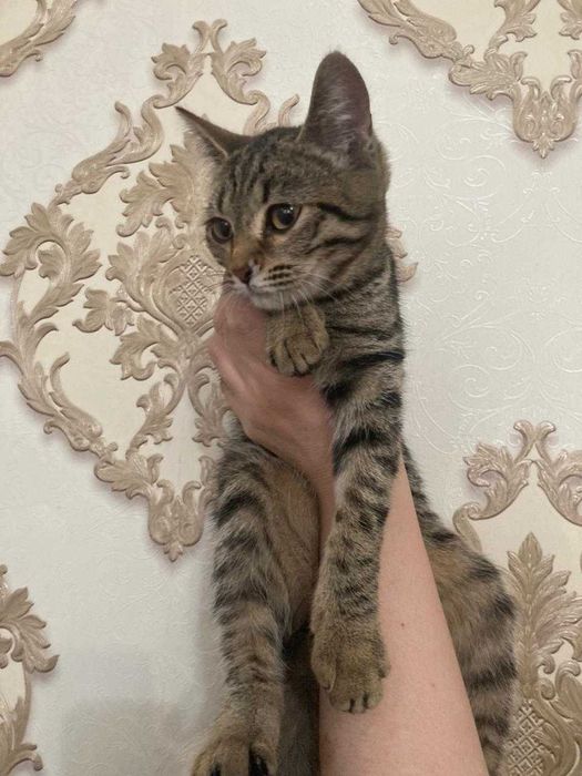 Отдам котенка девочка