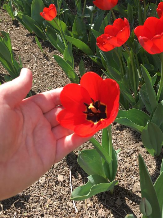 Продам тюльпаны местные