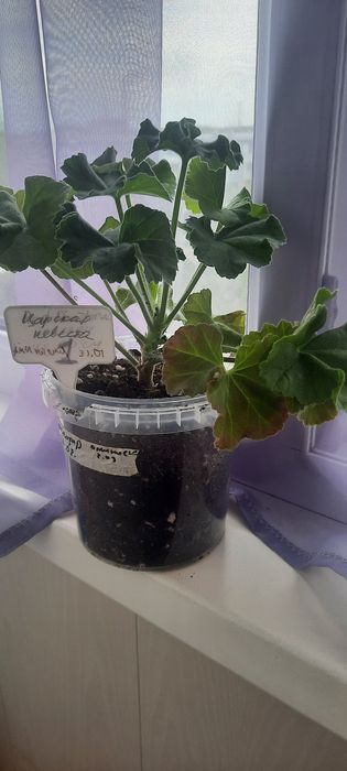 Продам пеларгонии