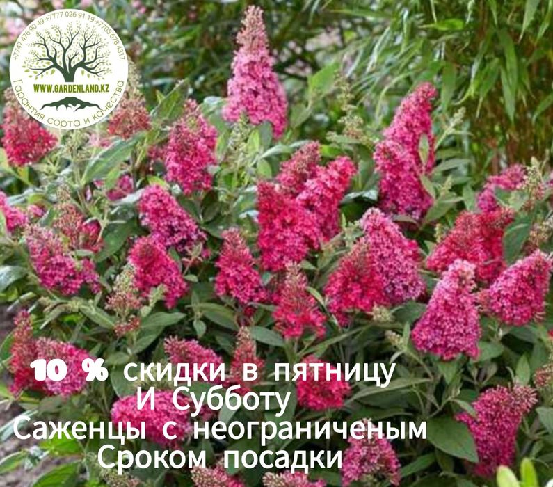 из питомника  цветущие и кустарники  с декоративной листвой