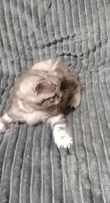 Мраморный Скоттиш страйт.