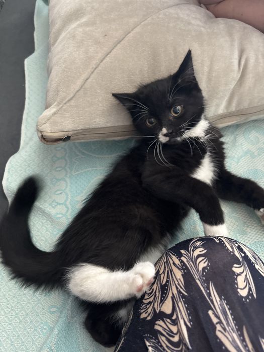 Отдам котенка бесплатно