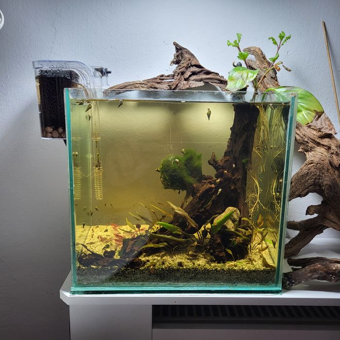 acvariu complet echipat