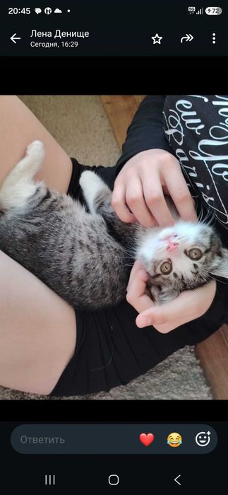 Отдам котенка в надёжные руки