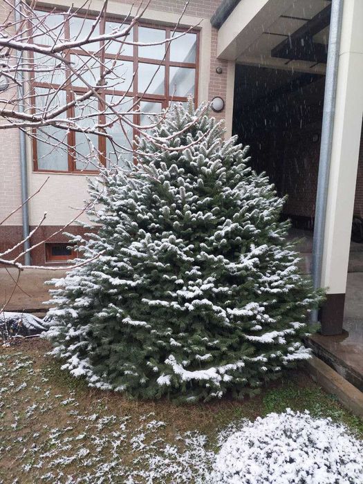 Голубая ель Арча Ёлка Shamshod