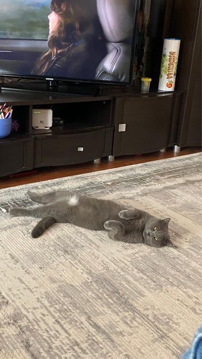 Вязка, ищем кошечку