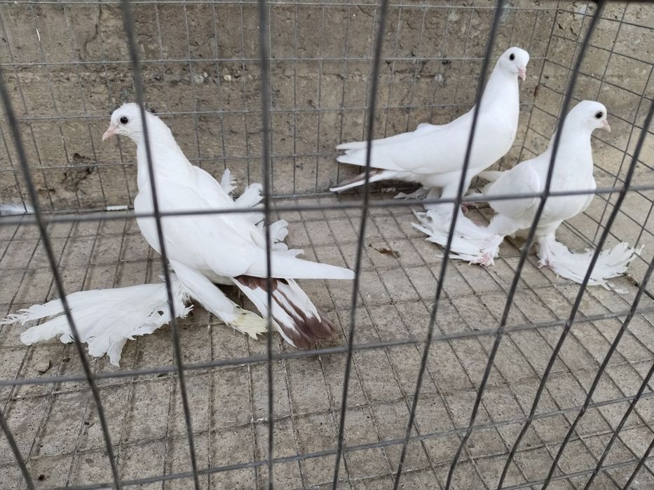 Голуби краснохвостыйе