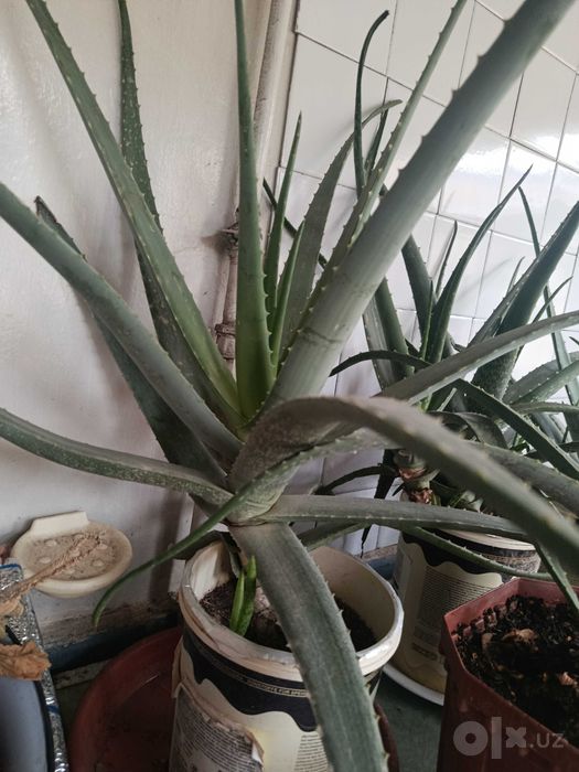 Aloe Vera, dorivor o'simlik