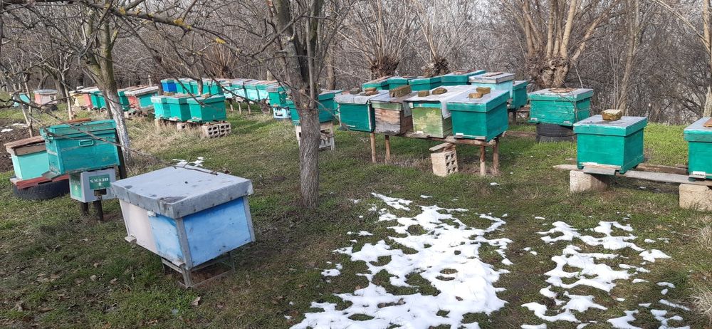 Vand miere 100% naturala