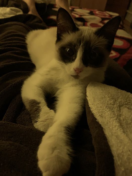 Кошка бесплатно в добрые руки!