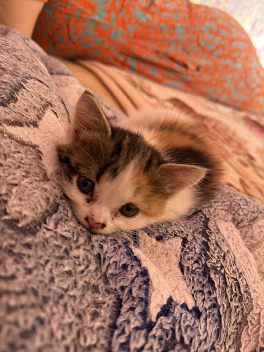 Котенки, 2 мальчика и 2 девочки