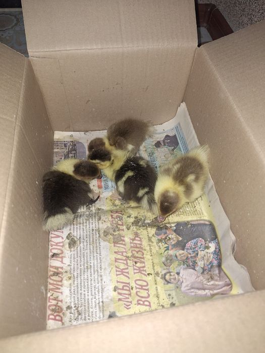 Утки, индоутки, утята