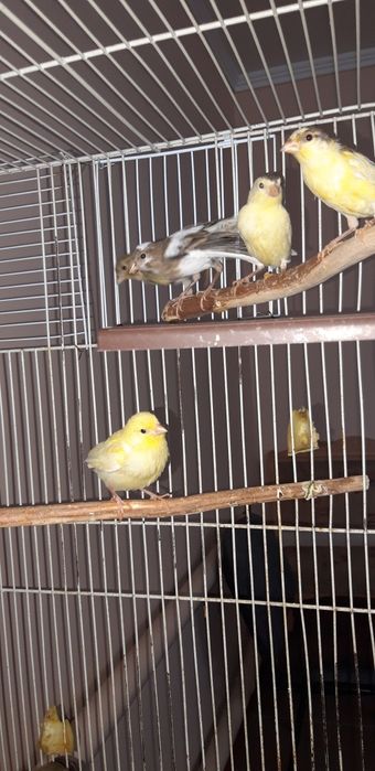 Канареек разных окрасов
