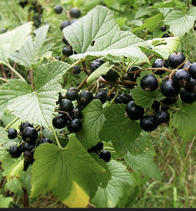 Coacaze negre BIO