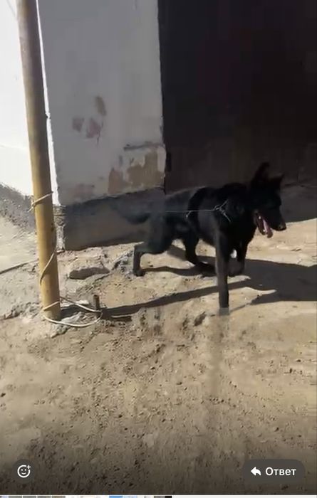 продается овчарка  1,5 лет