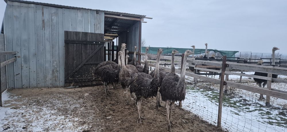 Pui de struți africani!
