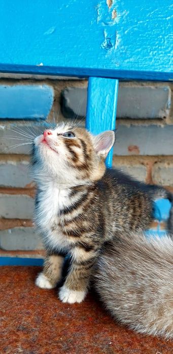 Котенок в добрые руки