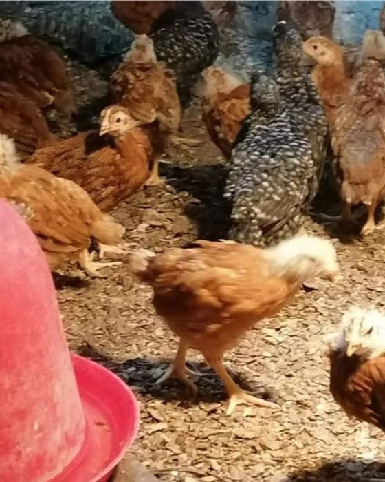 Ofertă pui rasa mixtă și pui de carne la cel mai bun preț de pe piață