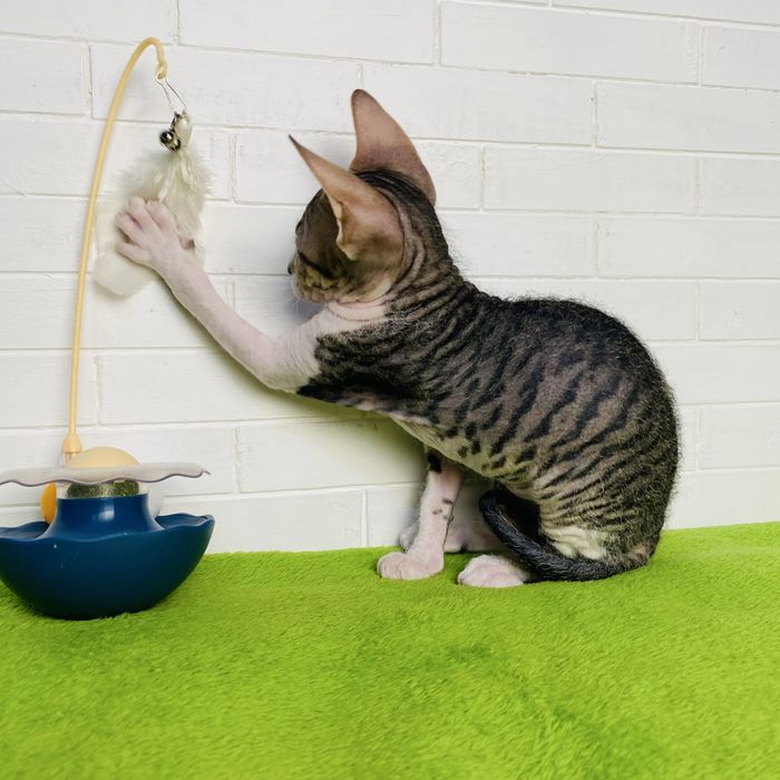 Новогоднее чудо Донской сфинкс