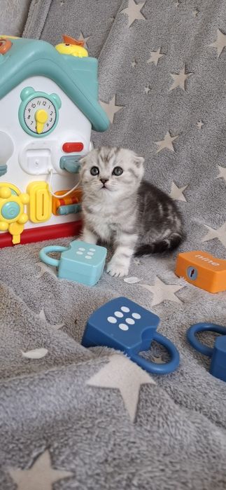 Шотландские котята