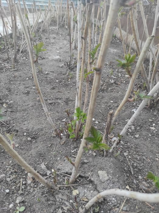 Малина ремонтантная