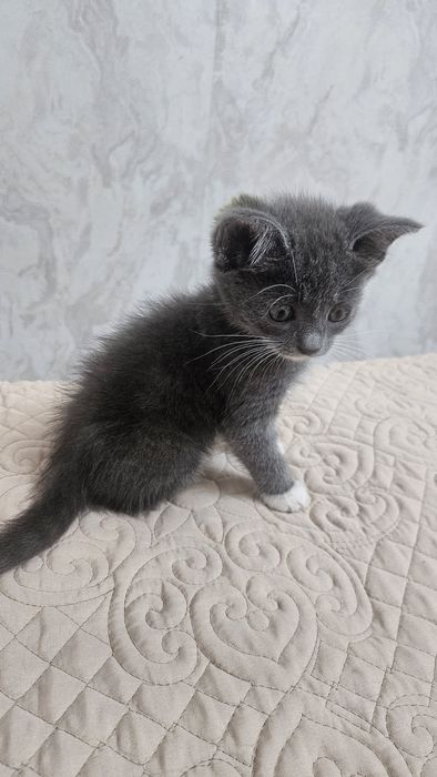 Отдам котенка девочка в хорошие руки