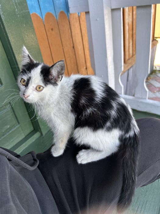 Котята отдам в хорошие руки